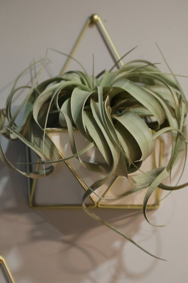 Tillandsia Flabellata Air Plants