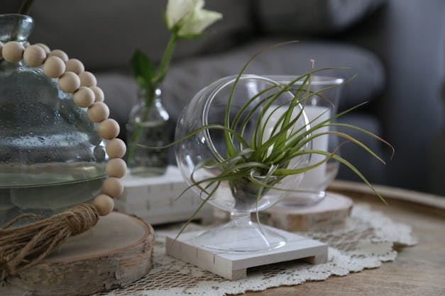 Tillandsia Flabellata Air Plants