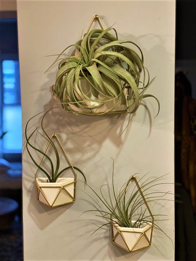 Tillandsia Flabellata Air Plants