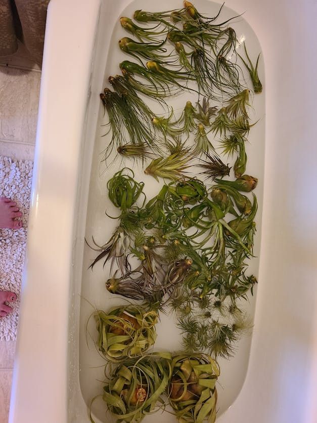 Wholesale - Storefront Starter Pack - Set of 33 Medium-Large Air Plants + 15 Ionanthas