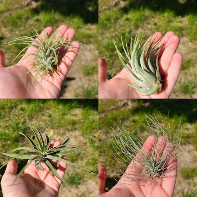 Wholesale - Storefront Starter Pack - Set of 33 Medium-Large Air Plants + 15 Ionanthas