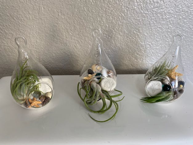 SALE - Set of 3 Teardrop Beach Terrariums with White Sand