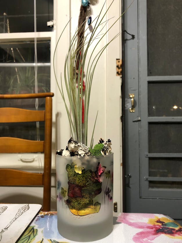 Tillandsia Juncea Air Plants