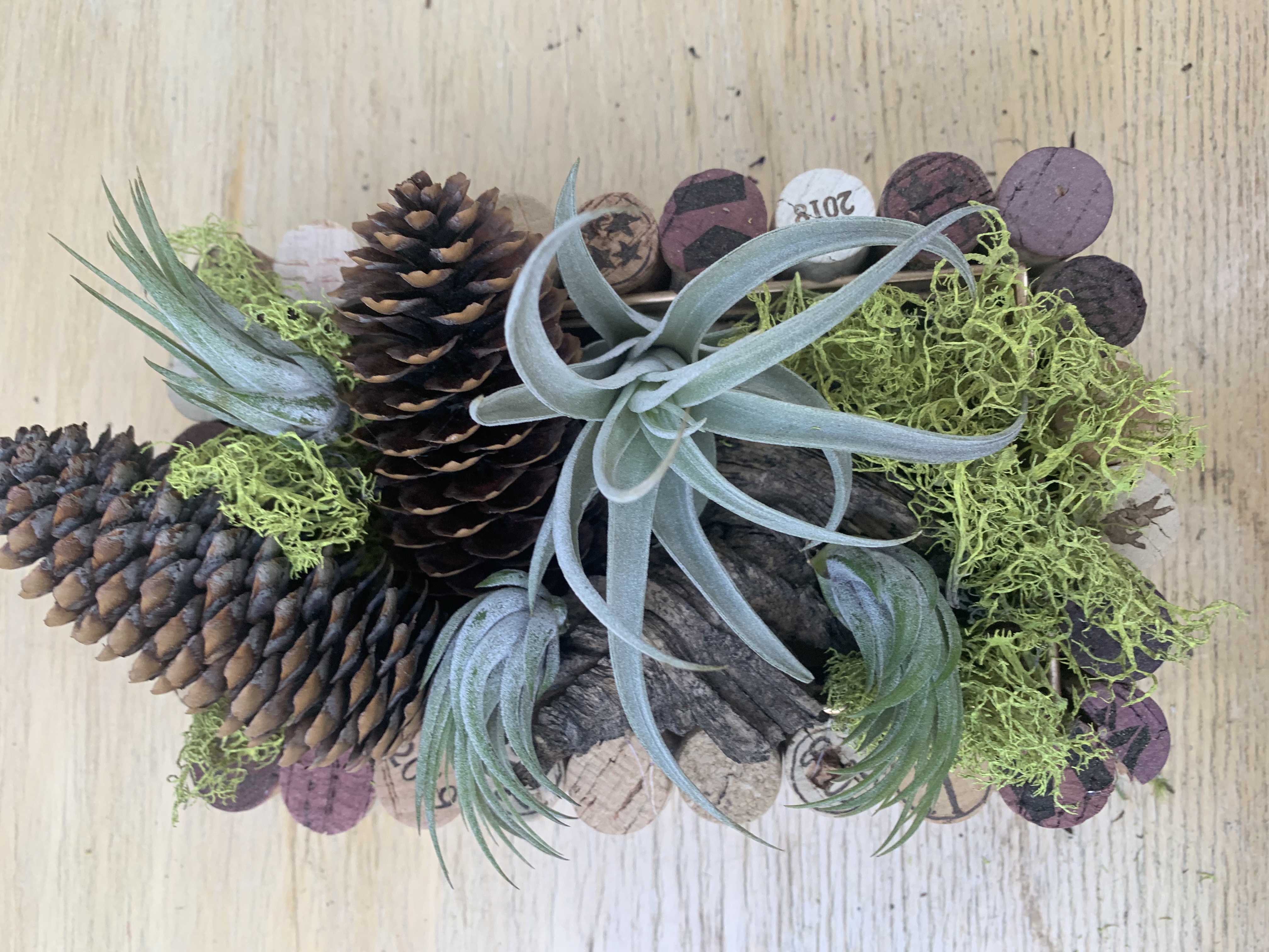 E-6000 Glue for attaching Tillandsia Air Plants to Mediums  Air Plant Shop