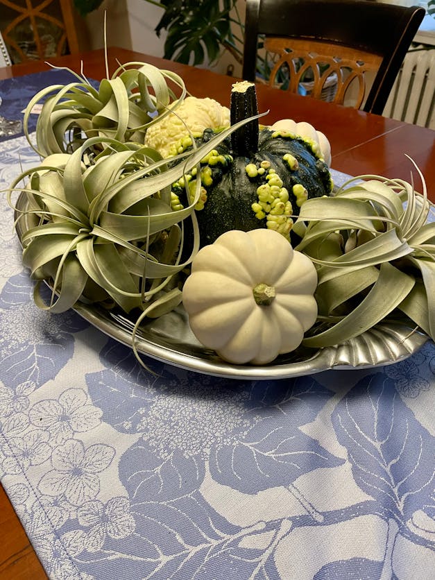 Medium Tillandsia Xerographica - 3 for $36 Special - Limited Time