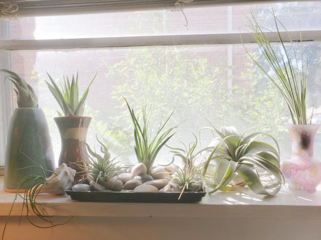 Tillandsia Juncea Air Plants