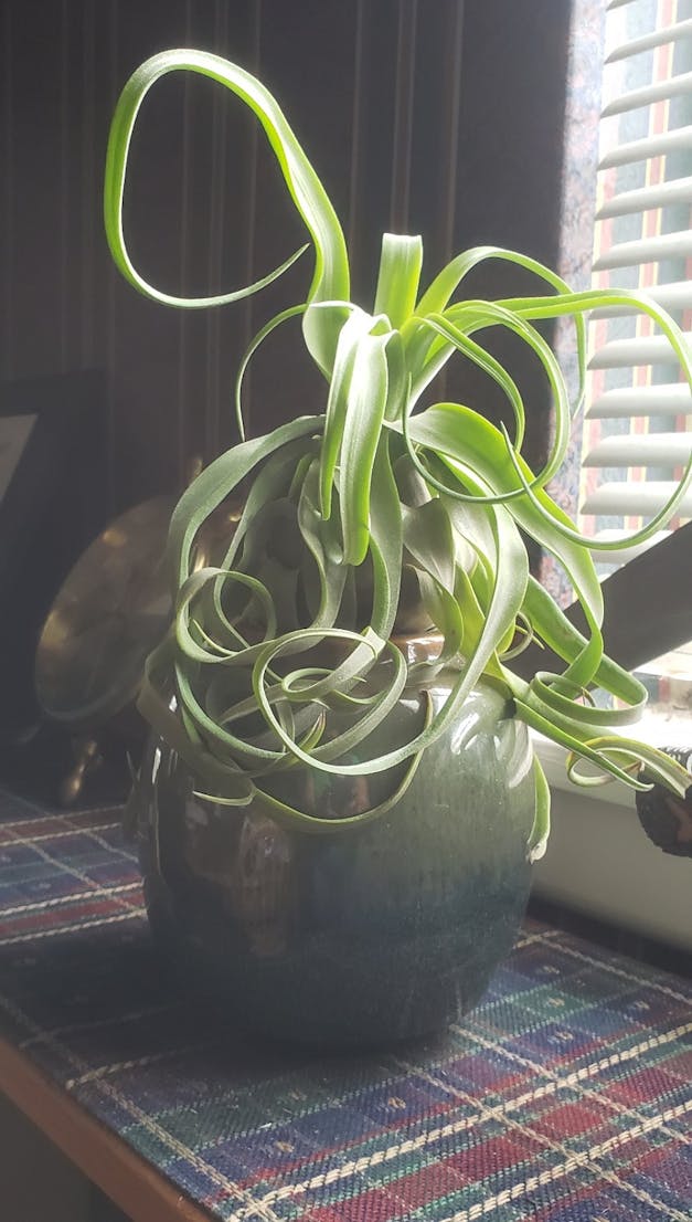 Tillandsia Juncea Air Plants