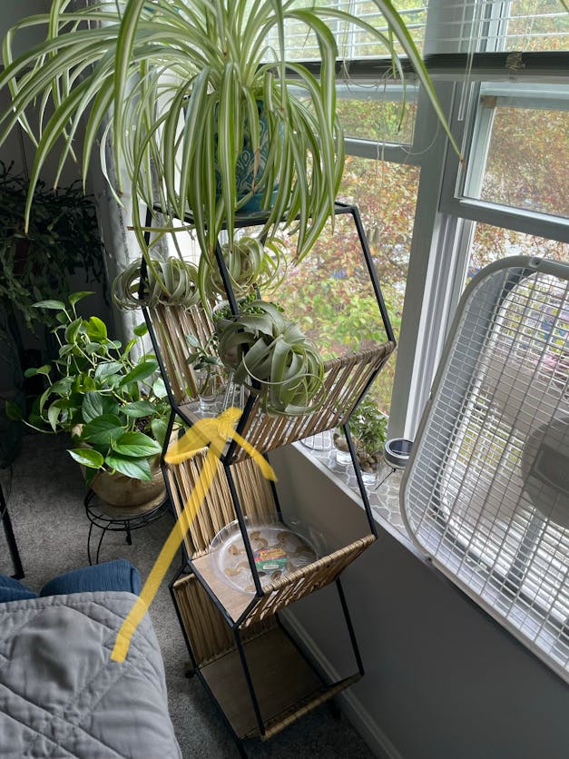 Medium Tillandsia Xerographica - 3 for $36 Special - Limited Time