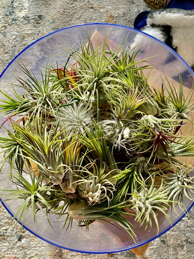 Medium Tillandsia Xerographica - 3 for $36 Special - Limited Time