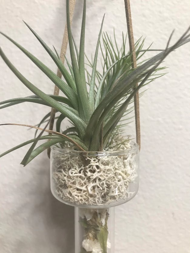 Wholesale - Tillandsia Funckiana Air Plants