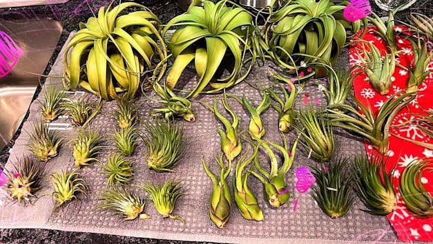 Wholesale - Storefront Starter Pack - Set of 33 Medium-Large Air Plants + 15 Ionanthas