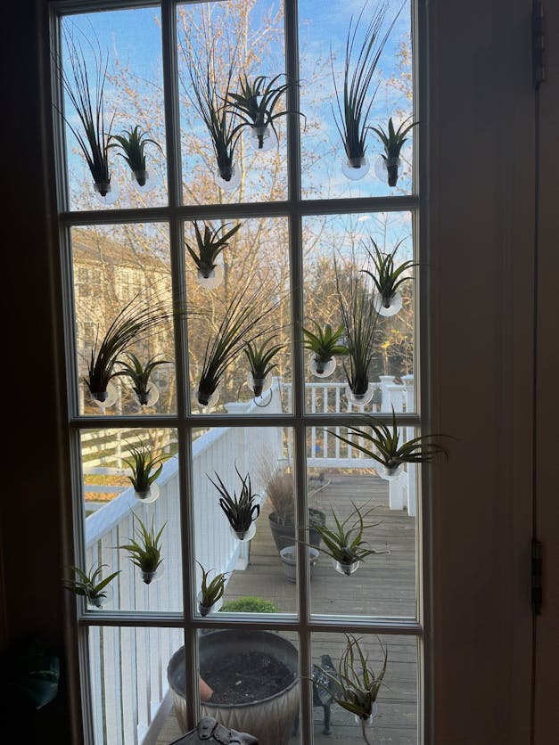 Wholesale - Storefront Starter Pack - Set of 33 Medium-Large Air Plants + 15 Ionanthas