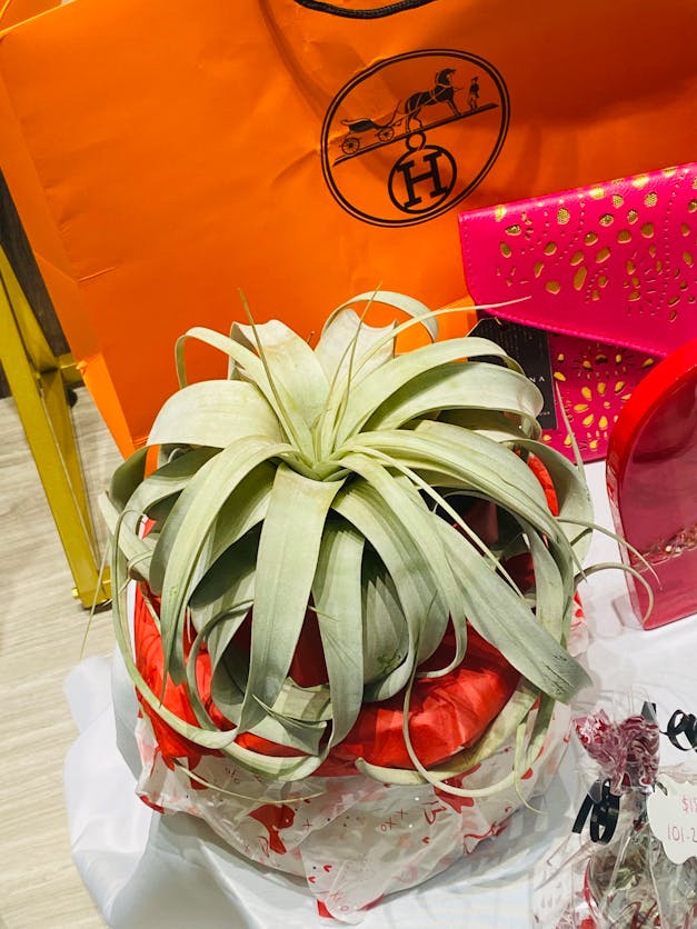 Medium Tillandsia Xerographica - 3 for $36 Special - Limited Time