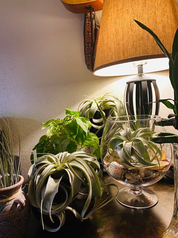 Medium Tillandsia Xerographica - 3 for $36 Special - Limited Time