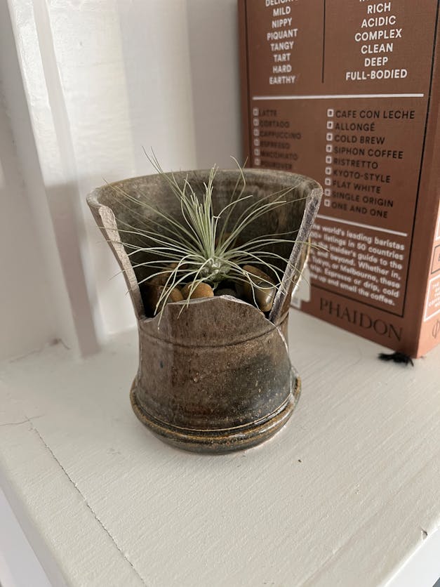 Teardrop Terrarium with Tillandsia Argentea Thin & Riverstones