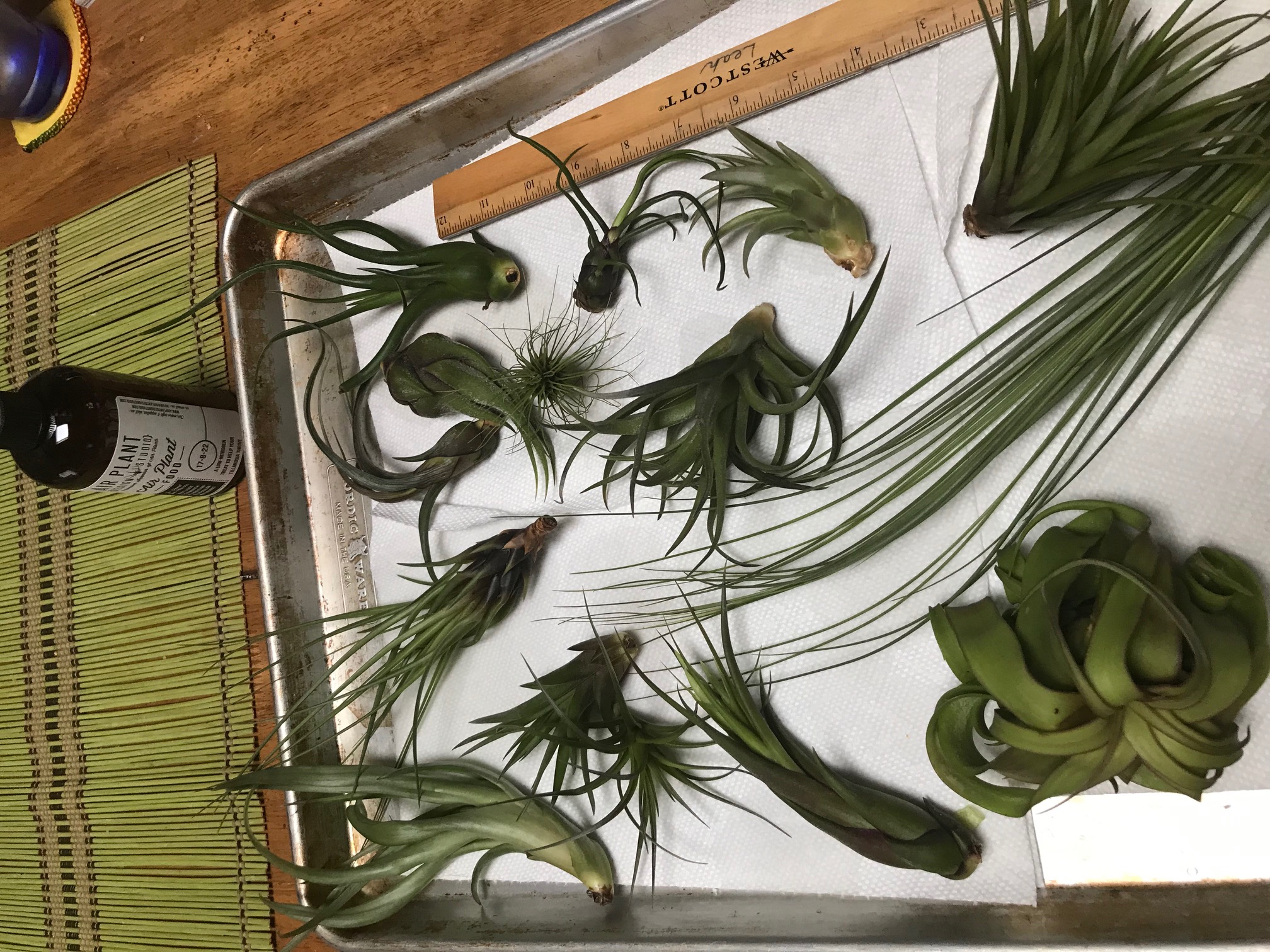 Tillandsia Funckiana Air Plants – Air Plant Design Studio
