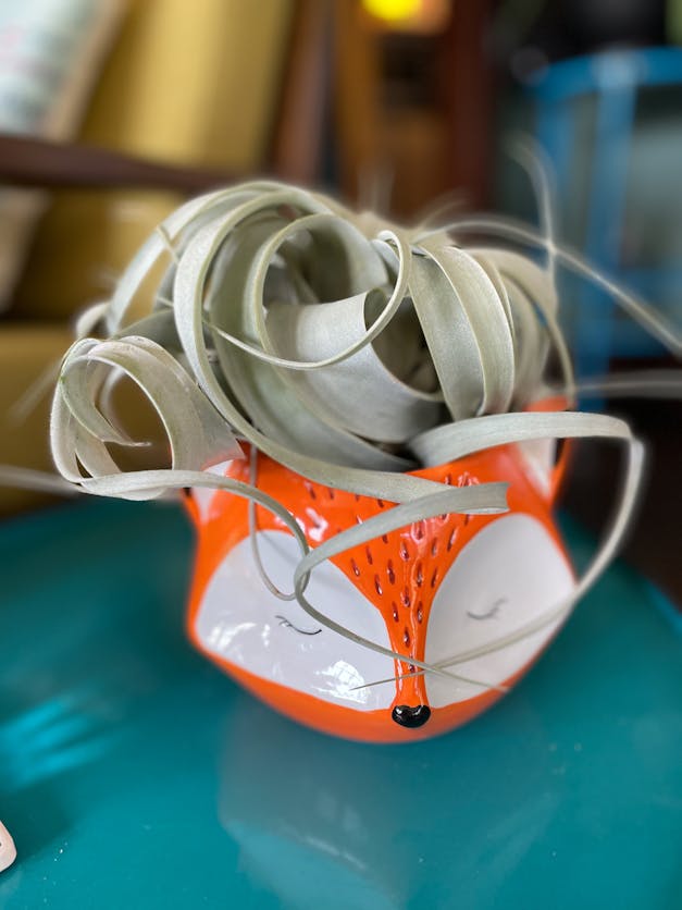 Medium Tillandsia Xerographica - 3 for $36 Special - Limited Time