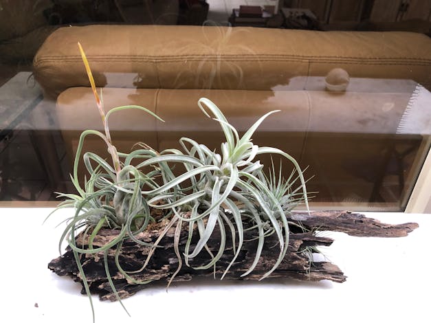 Wholesale - Tillandsia Funckiana Air Plants