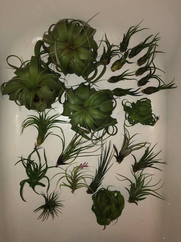 Medium Tillandsia Xerographica - 3 for $36 Special - Limited Time