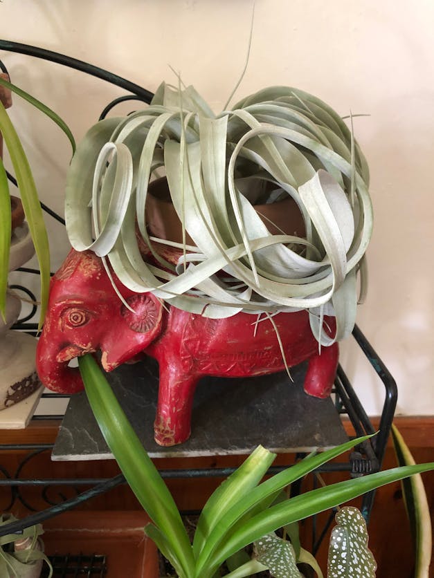 Medium Tillandsia Xerographica - 3 for $36 Special - Limited Time