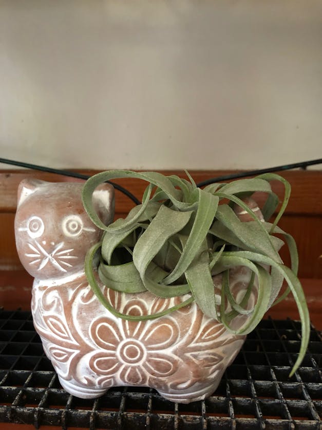 Medium Tillandsia Xerographica - 3 for $36 Special - Limited Time