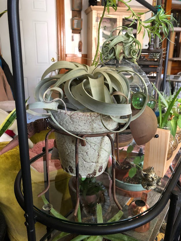 Medium Tillandsia Xerographica - 3 for $36 Special - Limited Time