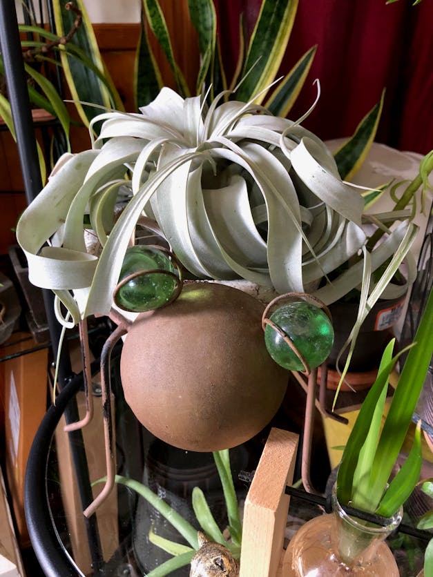 Medium Tillandsia Xerographica - 3 for $36 Special - Limited Time