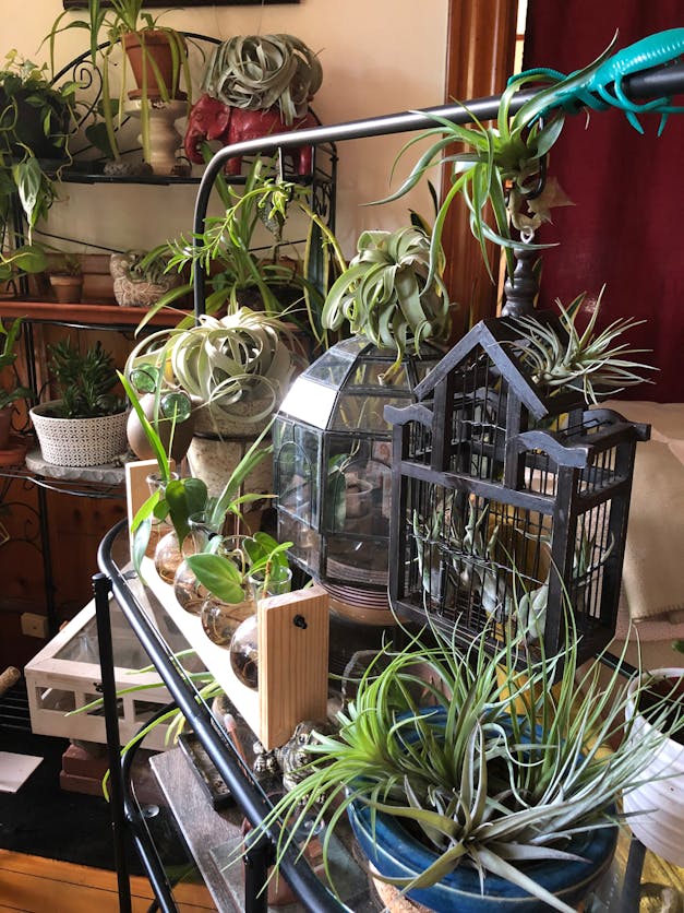 Medium Tillandsia Xerographica - 3 for $36 Special - Limited Time