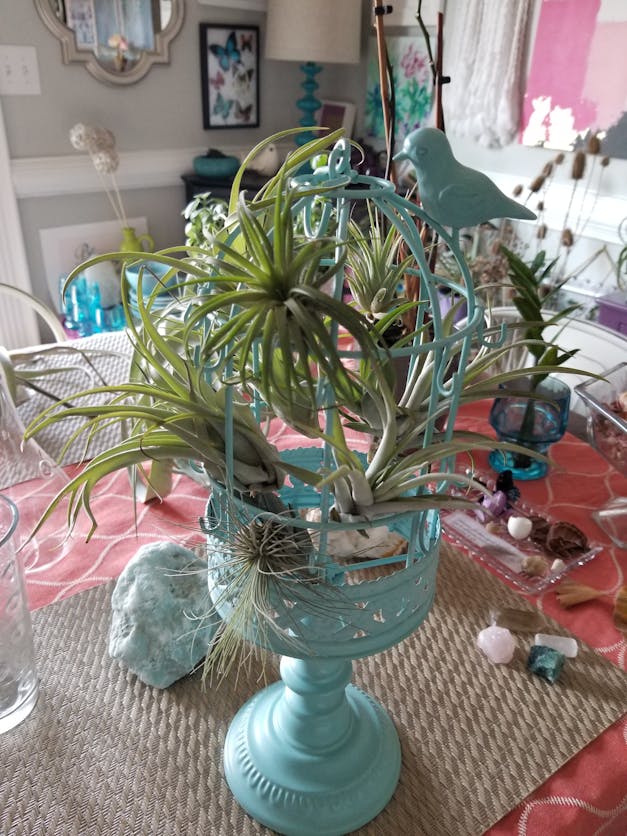 Medium Tillandsia Xerographica - 3 for $36 Special - Limited Time