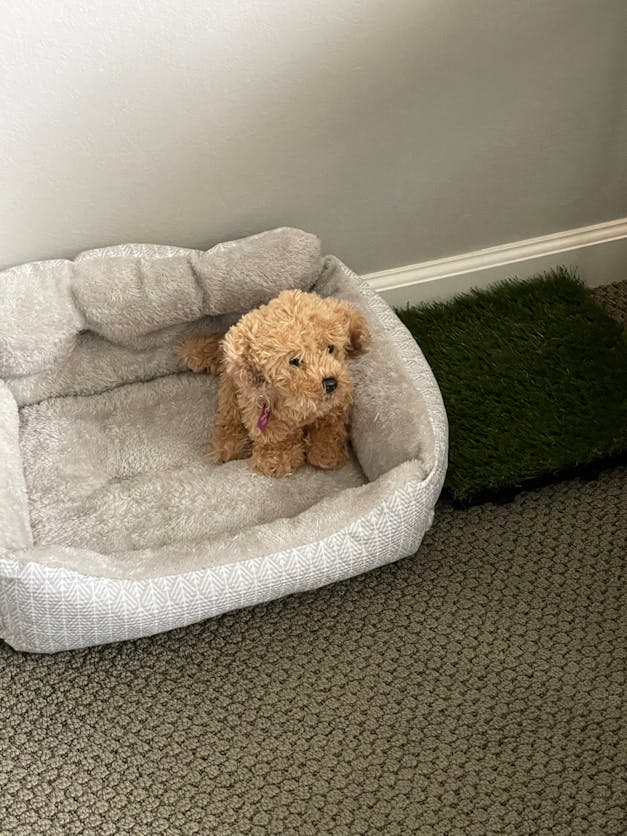 Labradoodle Puppy for People with Alzheimer's and Caregivers