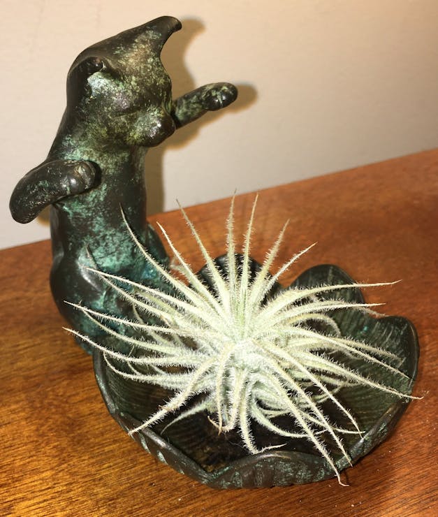 Tillandsia Juncea Air Plants