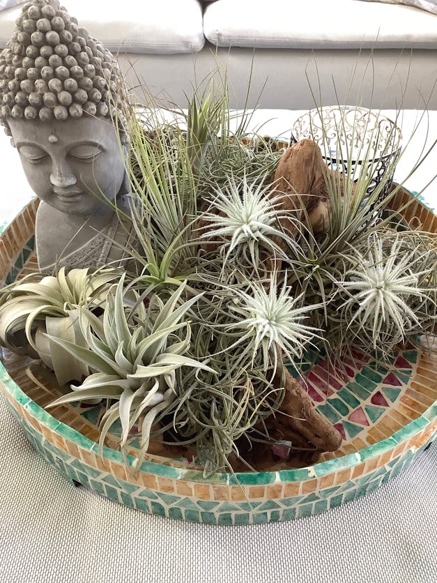 Tillandsia Juncea Air Plants