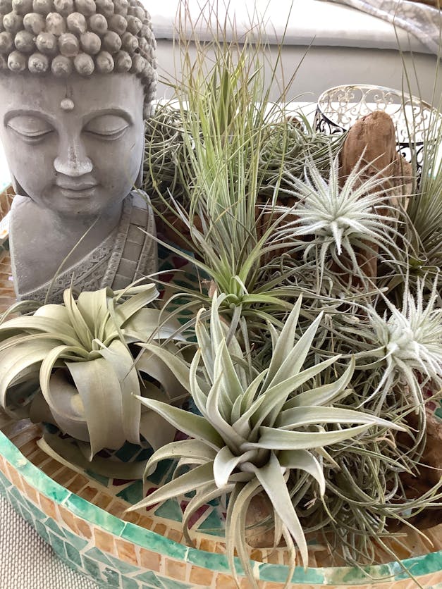 Tillandsia Juncea Air Plants