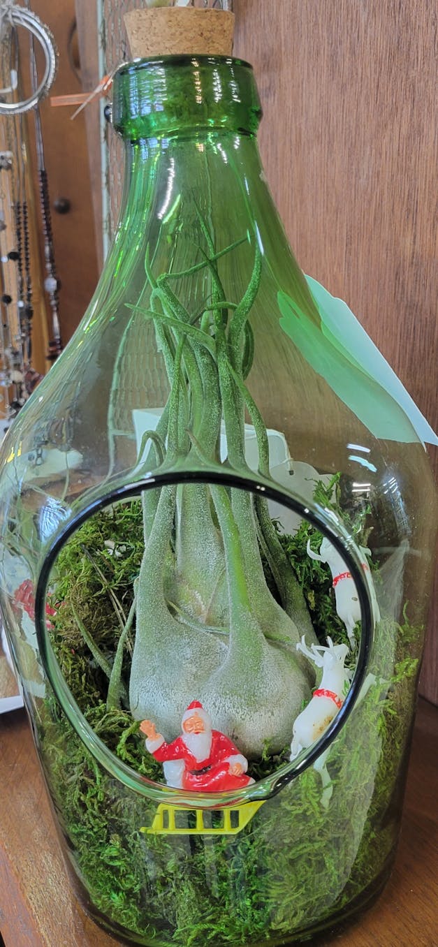 Tillandsia Juncea Air Plants