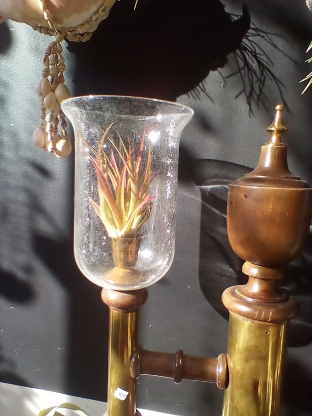 Wholesale - Tillandsia Butzii Air Plants