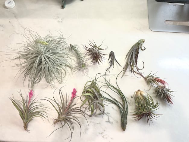 Packs of 10, 20 or 30 - Budding, Blushing & Blooming Air Plant Variety Pack