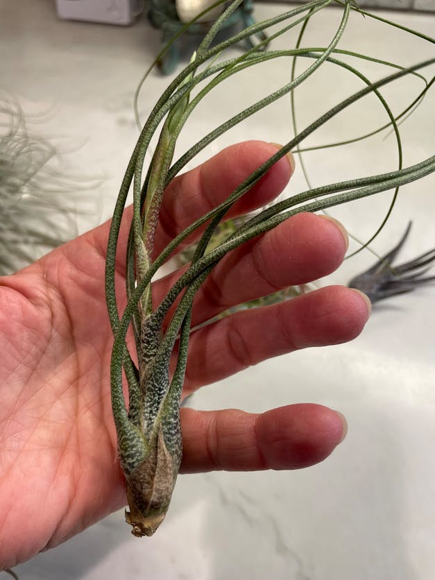 Packs of 10, 20 or 30 - Budding, Blushing & Blooming Air Plant Variety Pack