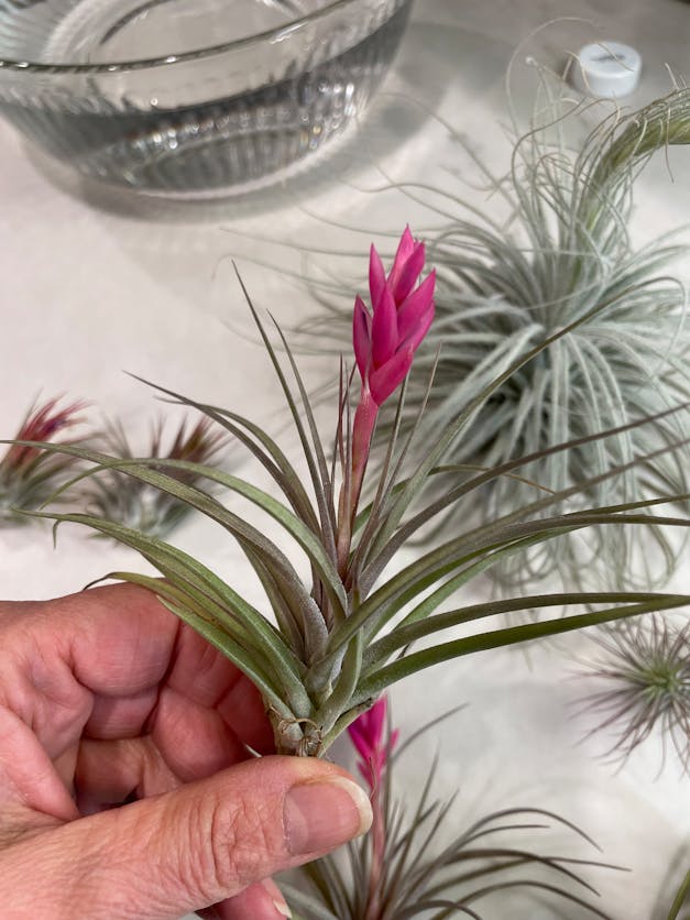 Packs of 10, 20 or 30 - Budding, Blushing & Blooming Air Plant Variety Pack