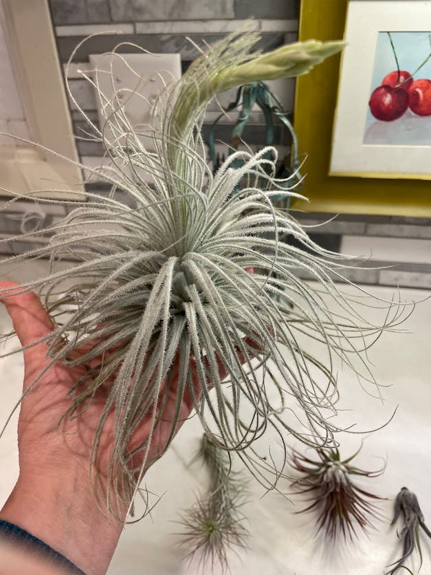 Packs of 10, 20 or 30 - Budding, Blushing & Blooming Air Plant Variety Pack