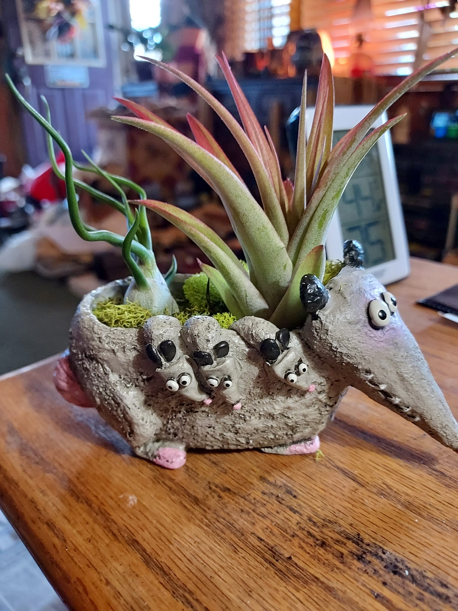 Air Plants - Tillandsia Ionantha Mexican – Air Plant City