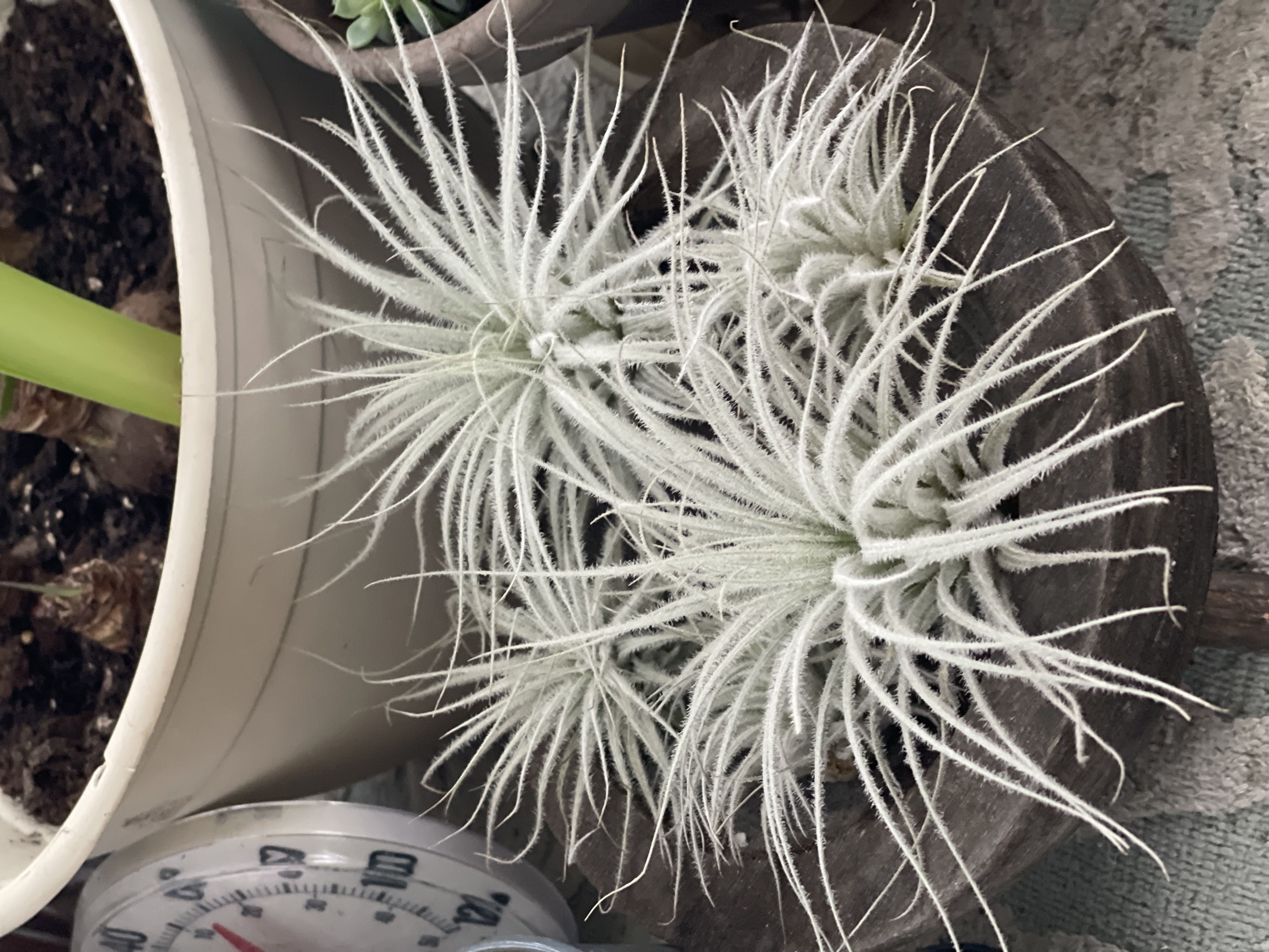 Tillandsia Schiedeana Clump Air Plant