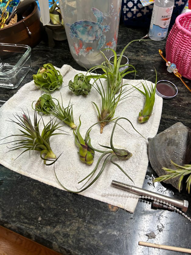 Packs of 10, 20 or 30 - Budding, Blushing & Blooming Air Plant Variety Pack