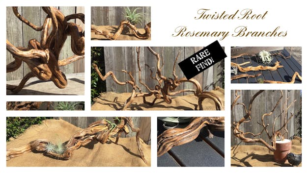 Packs of 10, 20 or 30 - Budding, Blushing & Blooming Air Plant Variety Pack