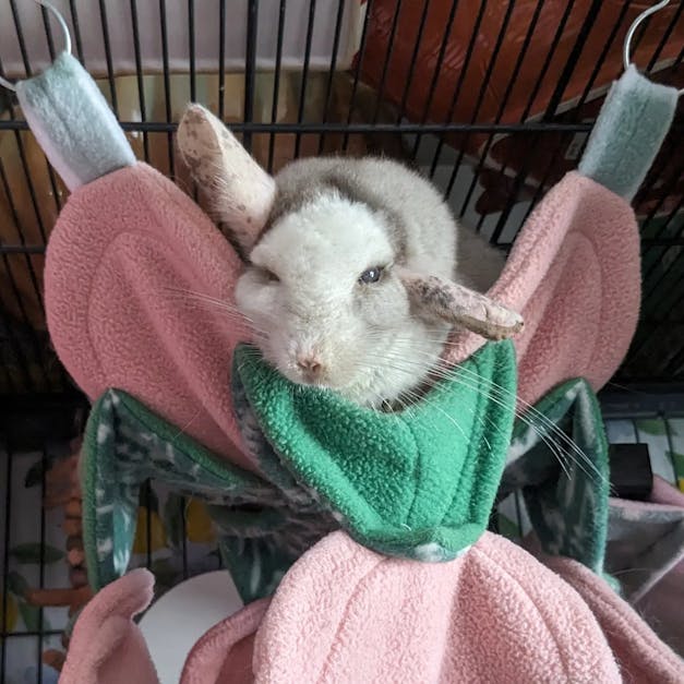 pet chinchilla