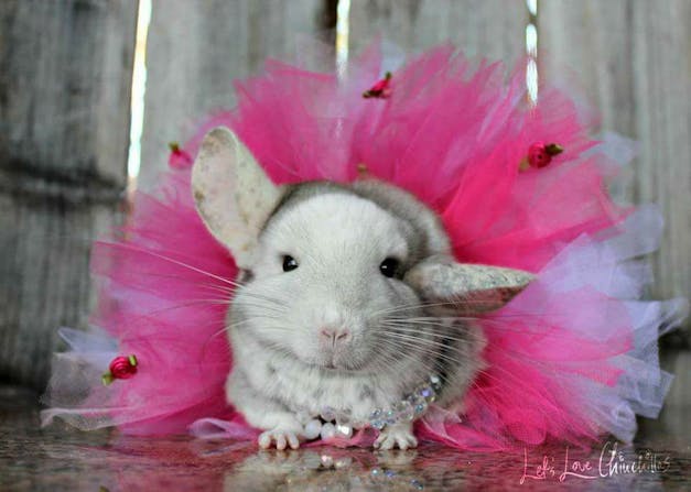 pet chinchilla