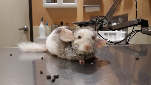 pet chinchilla