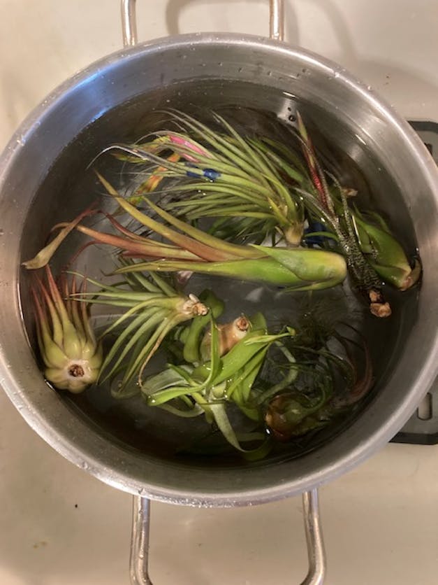 Packs of 10, 20 or 30 - Budding, Blushing & Blooming Air Plant Variety Pack