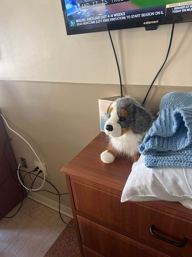 Australian Shepherd Companion
