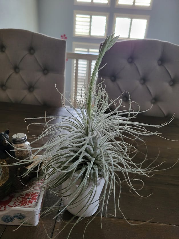 Packs of 10, 20 or 30 - Budding, Blushing & Blooming Air Plant Variety Pack