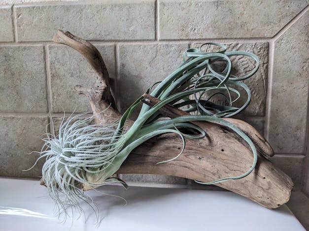 Packs of 10, 20 or 30 - Budding, Blushing & Blooming Air Plant Variety Pack